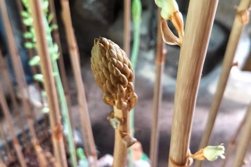 商南這種東西好處居然這么多 泡水 泡酒 做美食都可以......