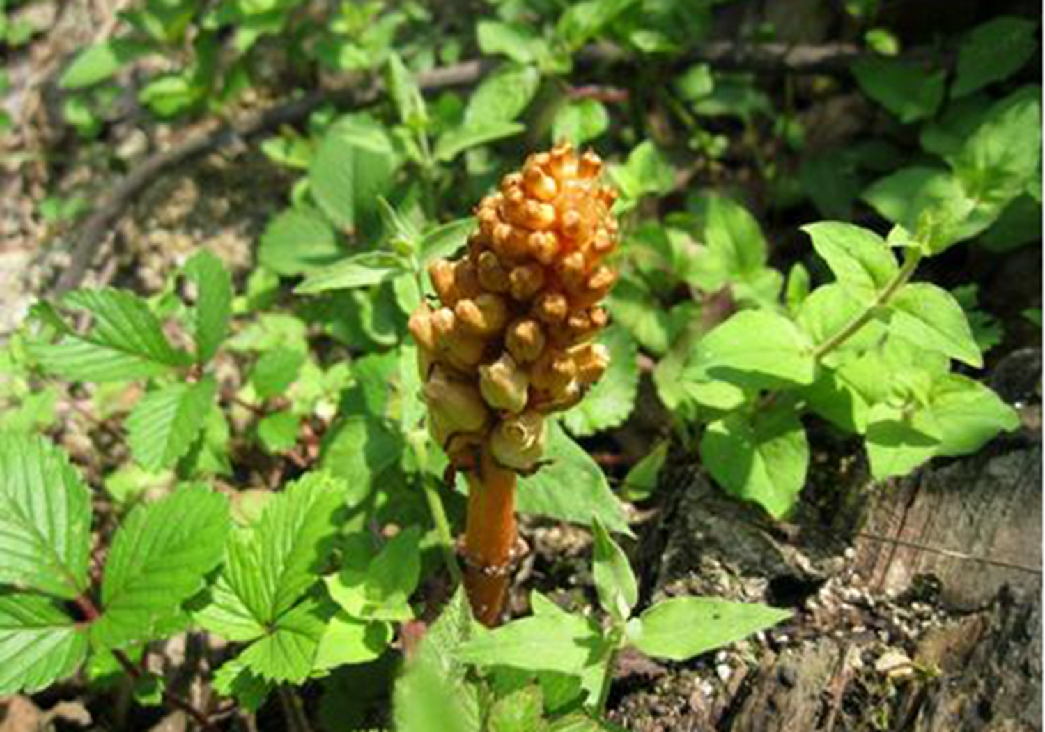 天麻- 2020年最新商品信息聚合專(zhuān)區(qū) - 愛(ài)采購(gòu)