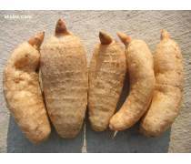 天麻種植技術(shù)熱賣(mài)促銷(xiāo)