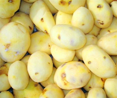 湖北天麻清洗機(jī)定制加工 多圖