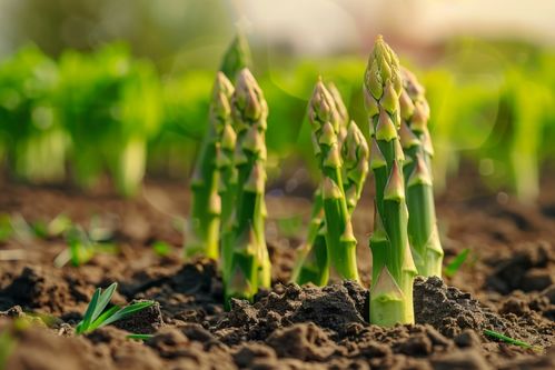 農(nóng)產(chǎn)品成熟營(yíng)養(yǎng)蔬菜蘆筍圖片攝影圖 廣告素材 下載至來源處