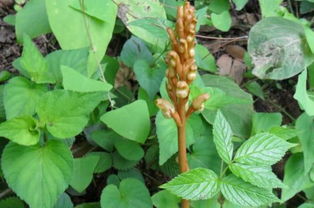 在農(nóng)村這野草被稱(chēng)為 神草 ,常吃對(duì)頭腦好,現(xiàn)在已很少見(jiàn)到