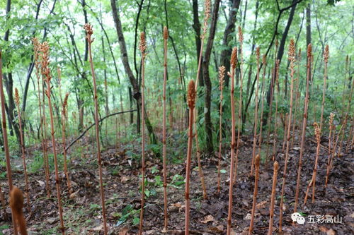 市烏江經(jīng)濟走廊建設(shè)開發(fā)專題調(diào)研組前來高山調(diào)研