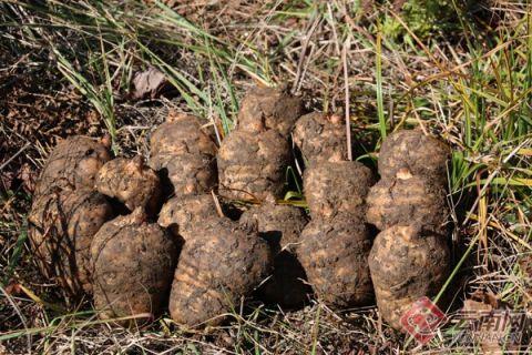 云南昭通高原特色產(chǎn)業(yè)高質(zhì)量發(fā)展 推動農(nóng)業(yè)大市向農(nóng)業(yè)強(qiáng)市轉(zhuǎn)變