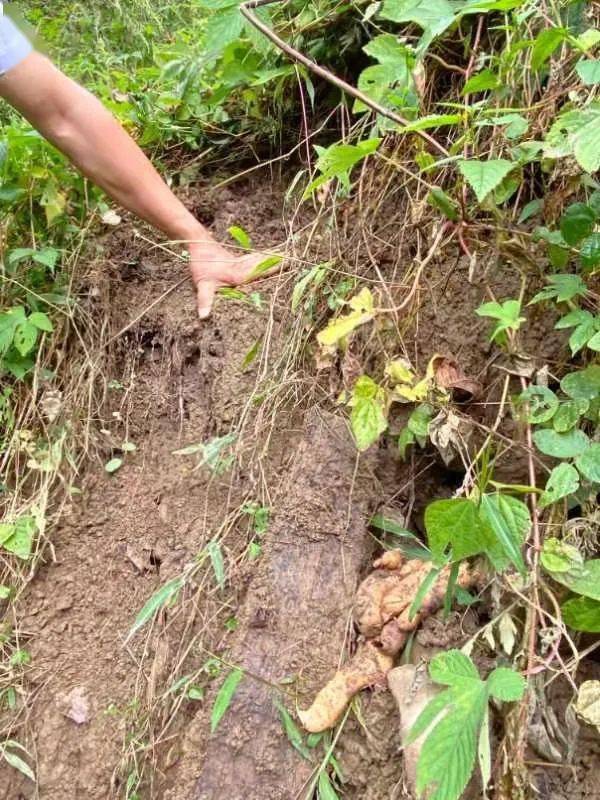 鎮(zhèn)巴中藥材 茶葉有望領(lǐng) 證 啦